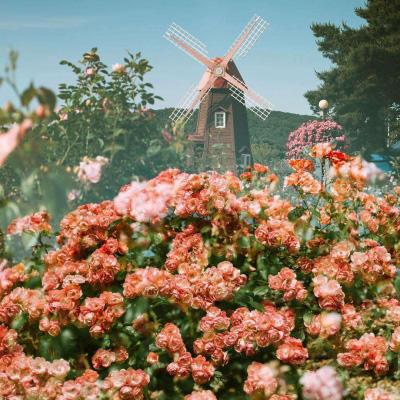 滑雪板技巧练习